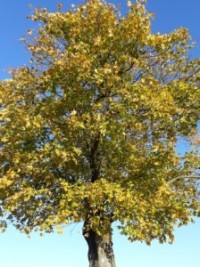 Keltischer Baumkreis –Welcher Baum gehört zu mir?