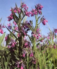 Bezirksausflug – Heilpflanzengarten Terra Medica DHU