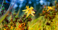Online-Veranstaltung: Blockseminar Phytotherapie – Heilpflanzen systematisch bestimmen und anwenden – 6 Abende